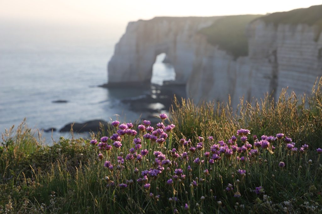 flowers, grass, coast-6928749.jpg